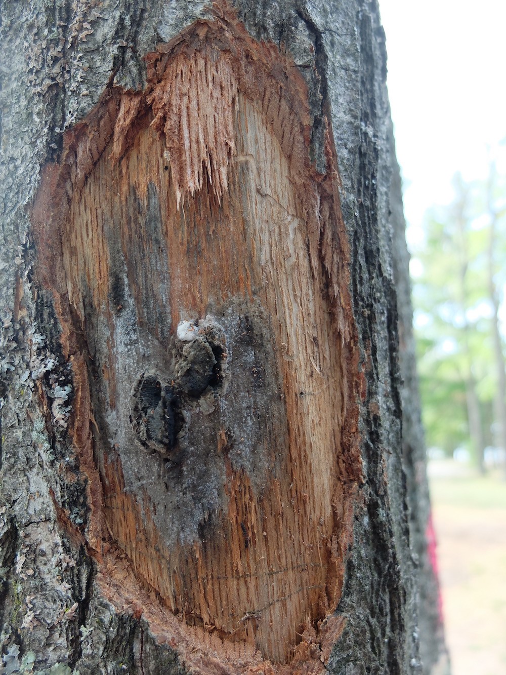 Mycelial mat and pressure pad detected in an oak tree